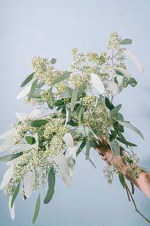 イタリア産の高級実付きユーカリ「ポポラス」