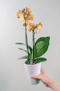 テーブルミディファレノ「マロン」