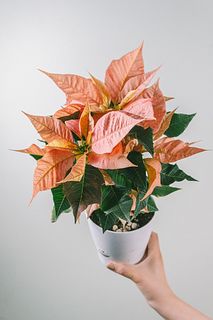 淡いピンクポインセチア「ジュリア」