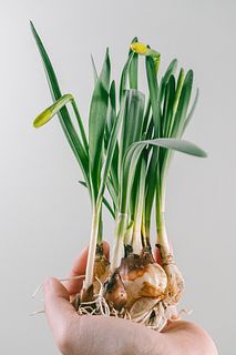 球根付き「スノードロップとテタテタ」