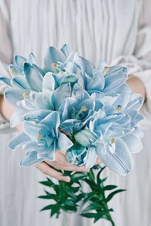 【産直】今井ゆり園のブルーリリー