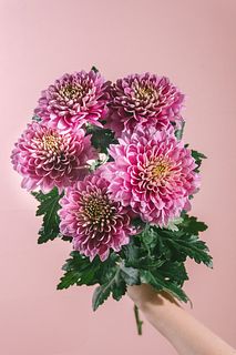 ローズピンクマム