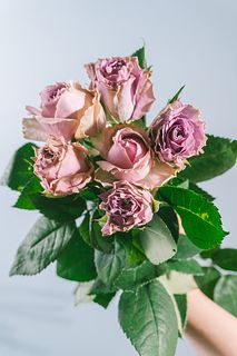 クラシカルパープルローズ