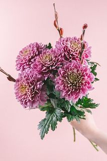 ローズピンクマムとネコヤナギ