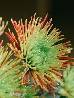 福咲くマム「チスパ」（迎春巾着仕立て）