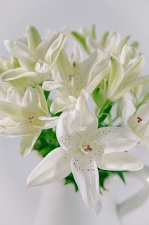 【産直】今井ゆり園のフェアリーリリー