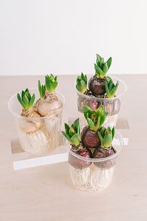 球根付きヒヤシンス（3個入り）