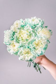 メロウミントのカーネーション