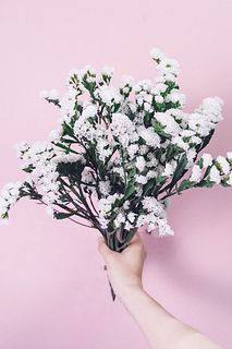 もこもこホワイトスターチス