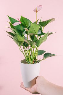 アンスリウム「リパピンクミニ」