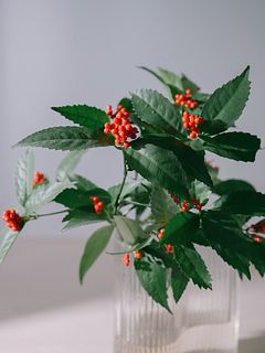 お正月の枝もの「千両」