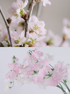 【2BUY10%OFF】早咲き桜と春色スイートピー