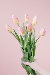 春色ピンクのチューリップ「トムポーズ」
