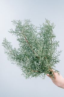 ショートサイズのブルーアイス