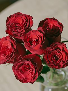 ウィンターベルベットローズ