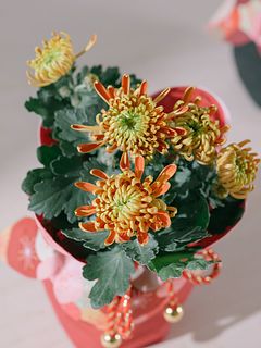 福咲くマム「フエゴ」（迎春巾着仕立て）