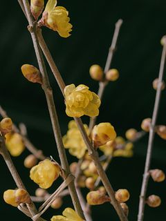 希少！香る蝋梅