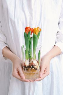 【産直】チューリップ「フレミングベイビー」水耕栽培キット