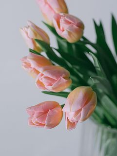 春色ピンクのチューリップ「トムポーズ」