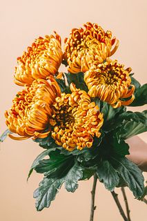 キャラメルマム「フエゴダーク」