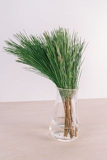 【年内発送】健康を願う「松」