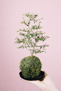 苔玉仕立ての天皇梅