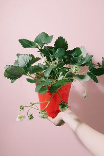 実つきいちご「よつぼし」