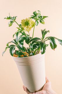 クリームイエローの八重クリスマスローズ