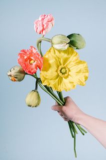 希少品種「アイスランドポピー」