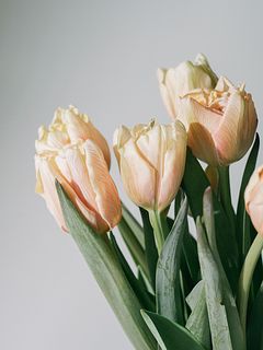 セピアチューリップ