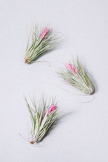 花咲くエアプランツ（3個）