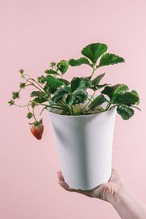 実つきいちご「とちおとめ」