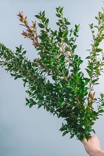 香る銀香梅（セミロングサイズ）