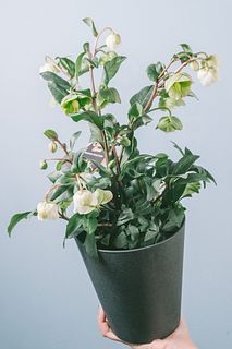 クリスマスローズ「ウィンターベルズ」