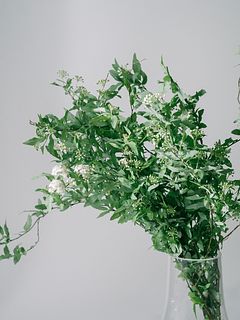 季節の枝物「コデマリ」