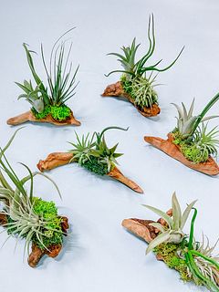 流木とエアプランツ