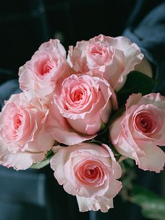 大輪バラ「マンダラ」