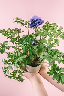 八重咲きアネモネ「レバンテブルー」（3鉢）