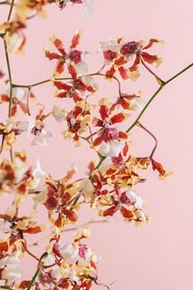 チョコの香り「シャーリーベイビー」（ロングサイズ）