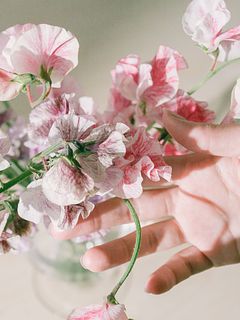 甘く香るスイートピー「恋詩かすみ」