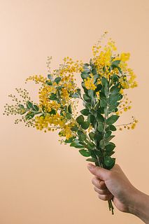 希少！香るパールアカシア（ショートサイズ）