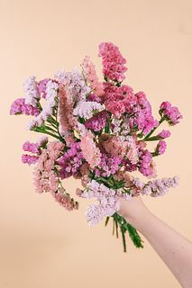 キャンディーカラーのスターチス