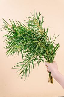 アカシア「フロリバンダ」