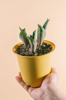 チューリップ「おやゆび姫」