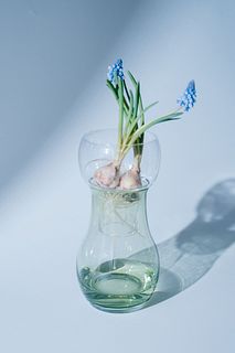 水栽培花器 「Bulbee」（グリーン）