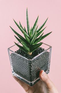 水栽培で楽しむサンセベリア（チャコボール）