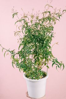 甘く香る「羽衣ジャスミン」