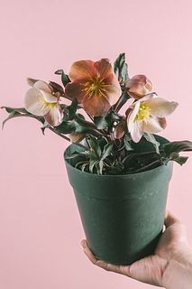 クリスマスローズ「キャメロット」