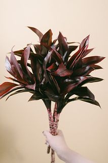 ブラウンのドラセナ