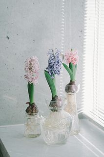 【産直】香り広がる「ヒヤシンス3種アソート」